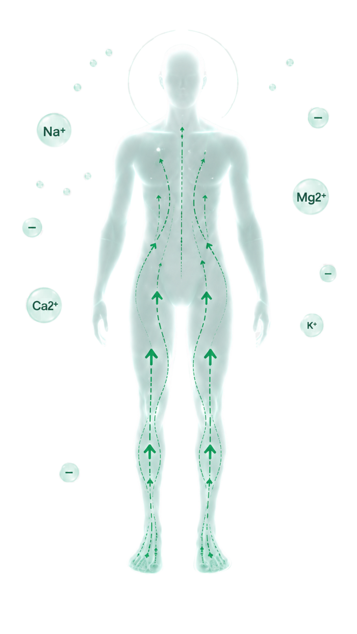 Illustration du corps